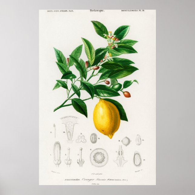 Vintage botaniska illustrationer poster (Framsidan)