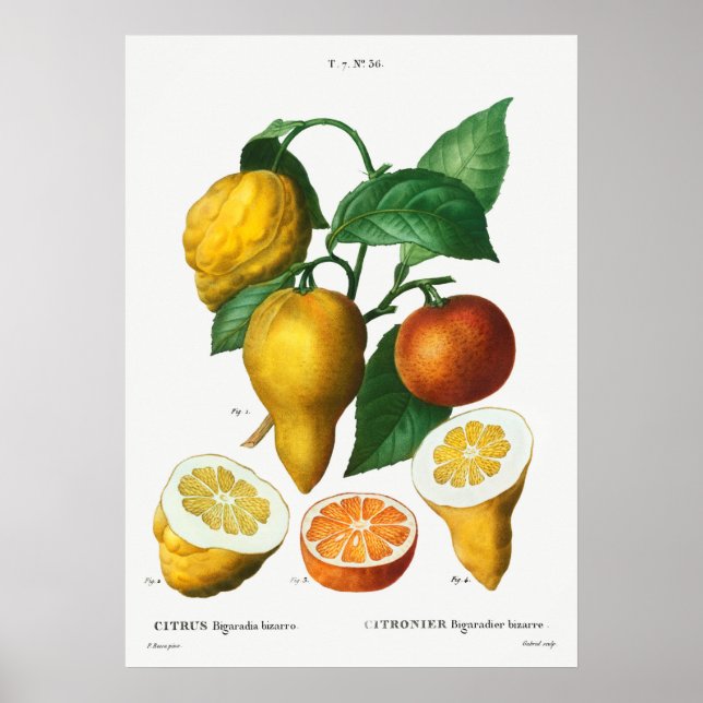 Vintage botaniska illustrationer poster (Framsidan)