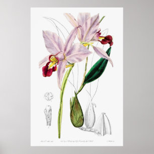 Vintage botaniska illustrationer poster