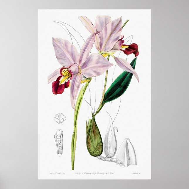Vintage botaniska illustrationer poster (Framsidan)