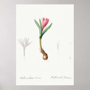 Vintage botaniska illustrationer poster