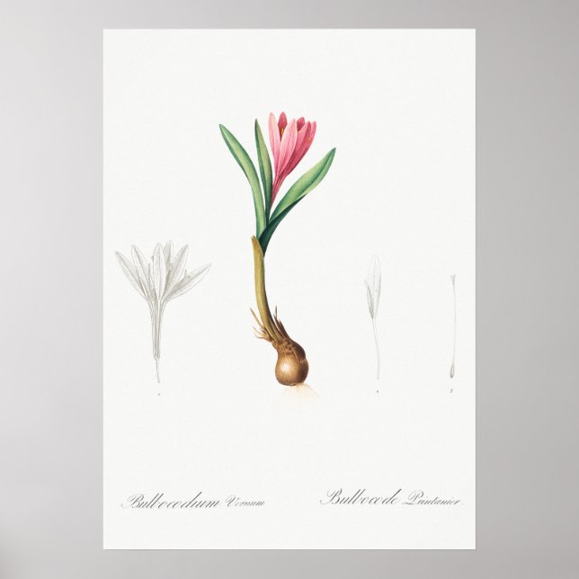 Vintage botaniska illustrationer poster (Framsidan)