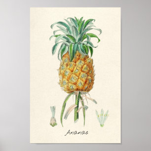 Vintage botaniska illustrationer poster