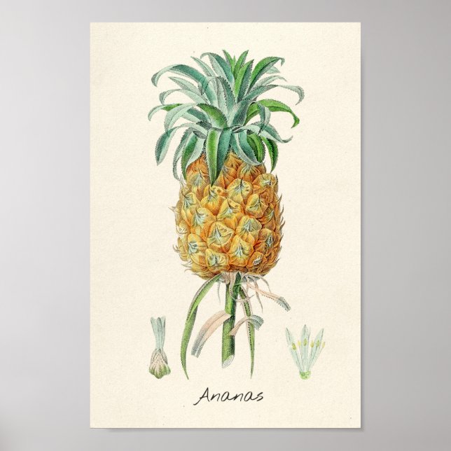 Vintage botaniska illustrationer poster (Framsidan)