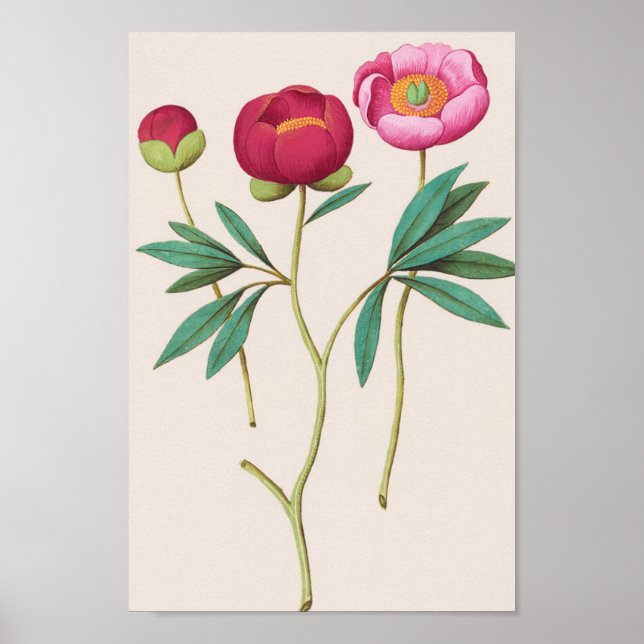 Vintage botaniska illustrationer poster (Framsidan)