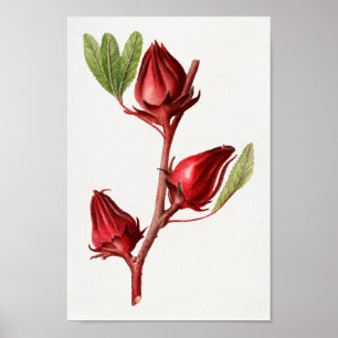 Vintage botaniska illustrationer poster