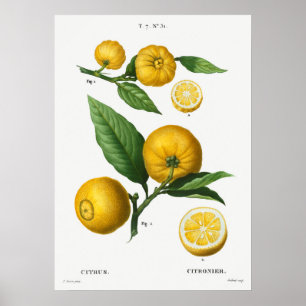 Vintage botaniska illustrationer poster