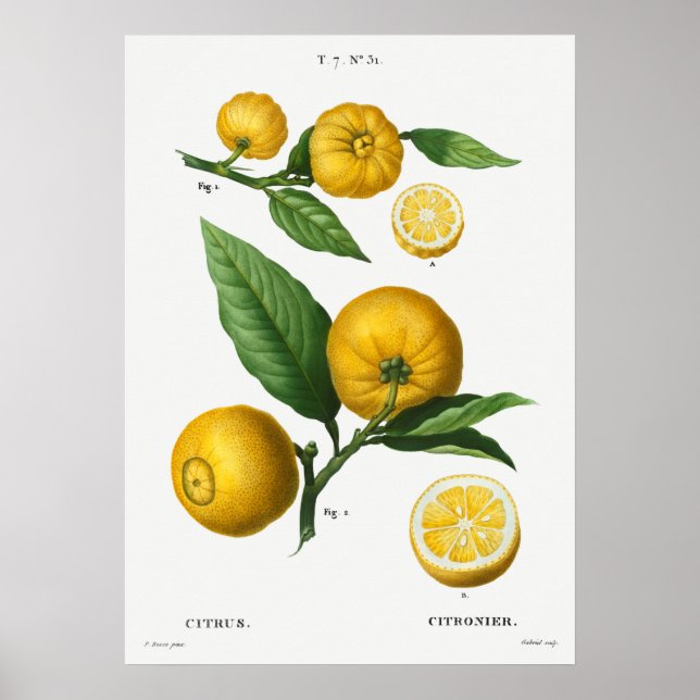 Vintage botaniska illustrationer poster (Framsidan)