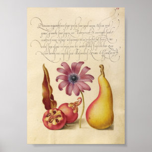 Vintage botaniska illustrationer poster
