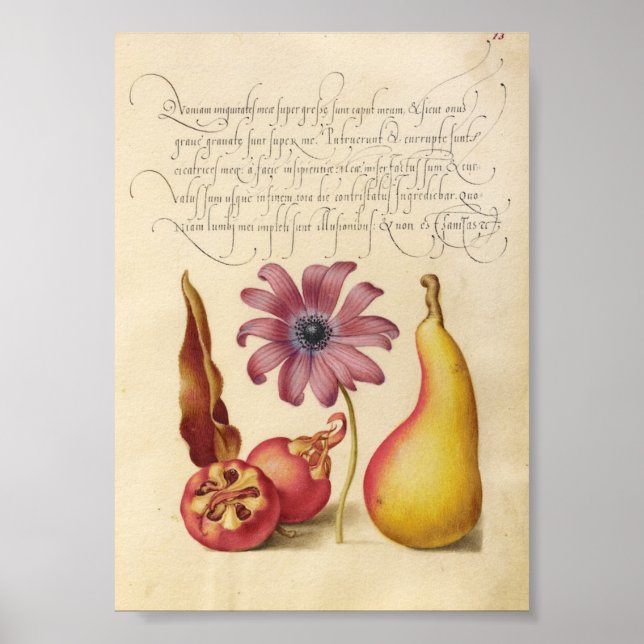 Vintage botaniska illustrationer poster (Framsidan)