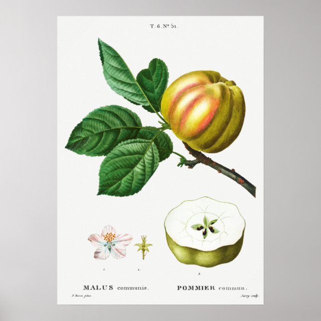 Vintage botaniska illustrationer poster (Framsidan)