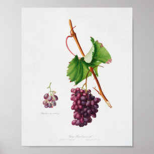 Vintage botaniska illustrationer poster