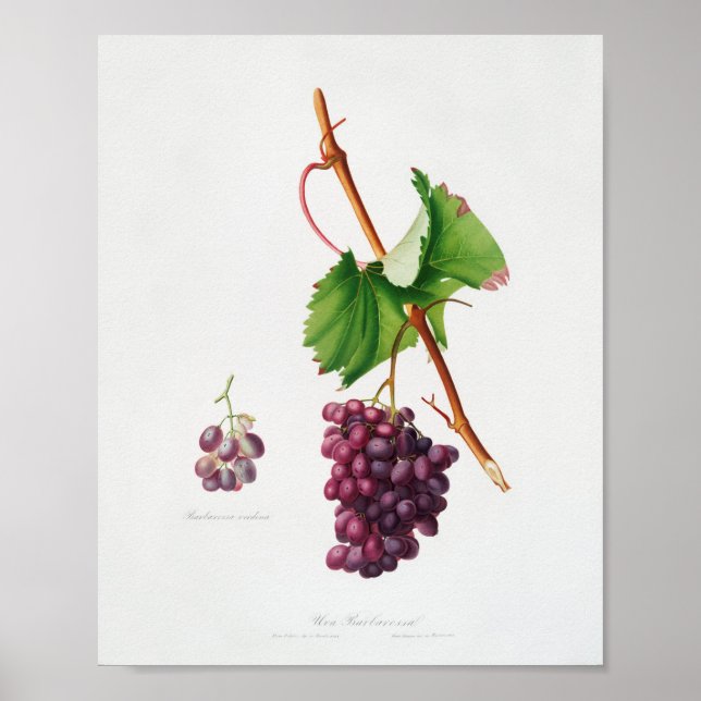 Vintage botaniska illustrationer poster (Framsidan)
