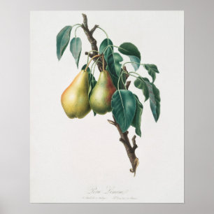 Vintage botaniska illustrationer poster