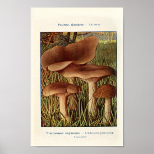 Vintage botaniska illustrationer poster