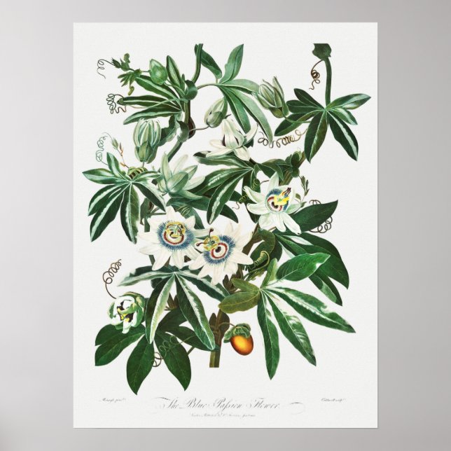Vintage botaniska illustrationer poster (Framsidan)