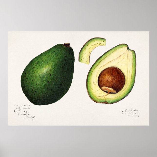 Vintage botaniska illustrationer poster (Framsidan)