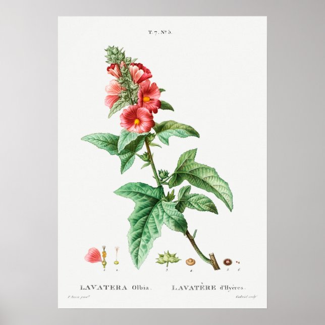 Vintage botaniska illustrationer poster (Framsidan)