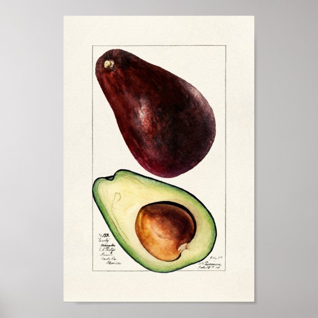 Vintage botaniska illustrationer poster (Framsidan)