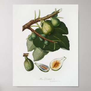 Vintage botaniska illustrationer poster
