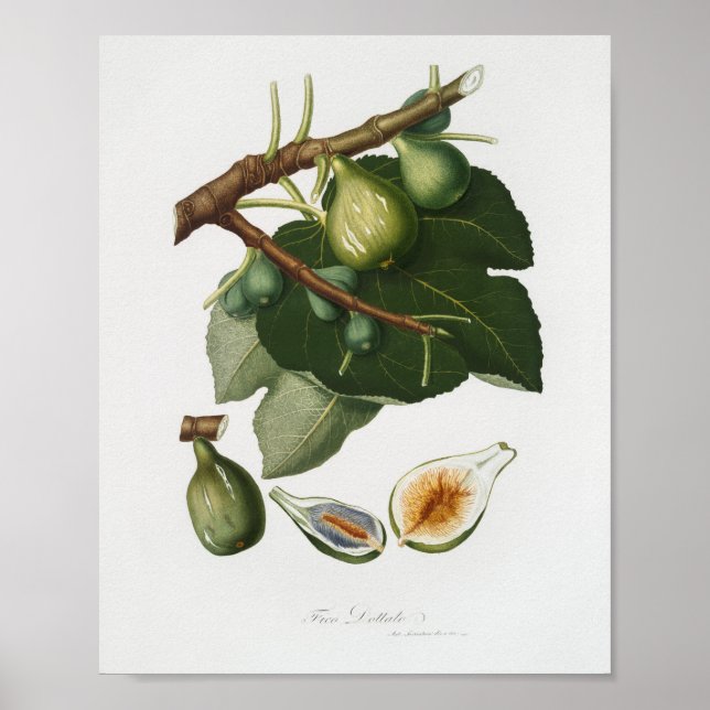 Vintage botaniska illustrationer poster (Framsidan)