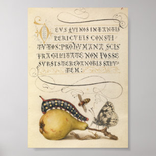Vintage botaniska illustrationer poster
