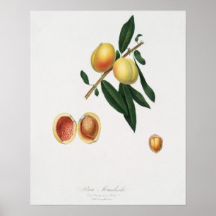 Vintage botaniska illustrationer poster