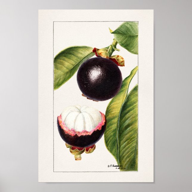 Vintage botaniska illustrationer poster (Framsidan)
