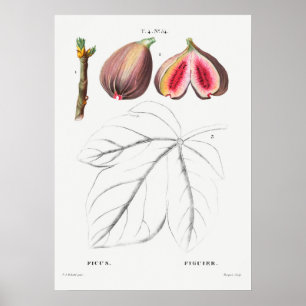 Vintage botaniska illustrationer poster