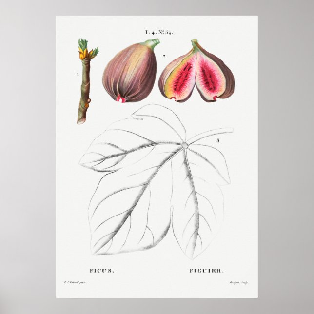 Vintage botaniska illustrationer poster (Framsidan)