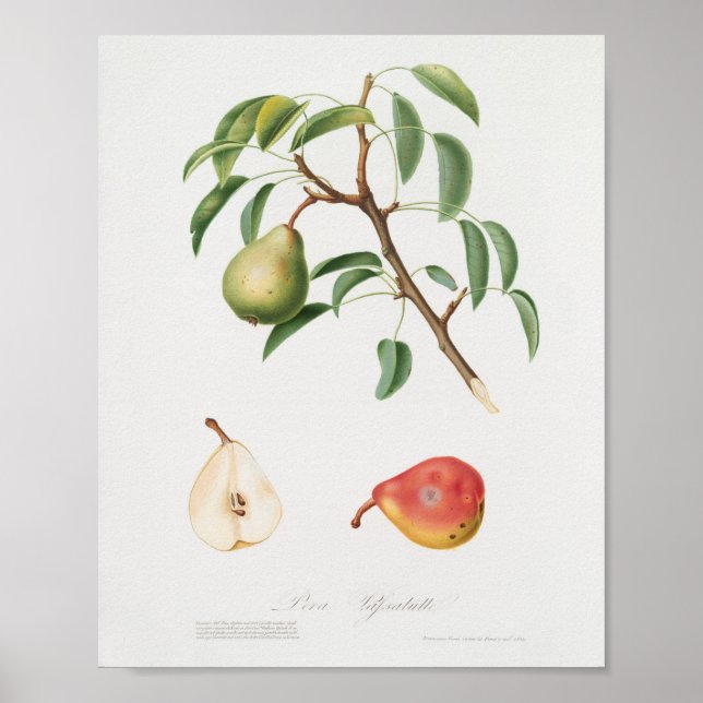 Vintage botaniska illustrationer poster (Framsidan)