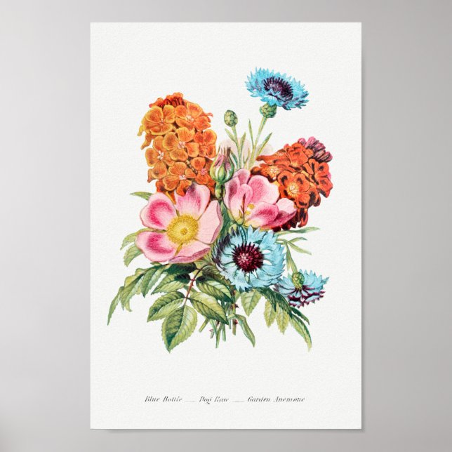 Vintage botaniska illustrationer poster (Framsidan)