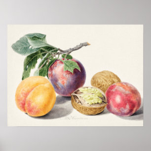 Vintage botaniska illustrationer poster