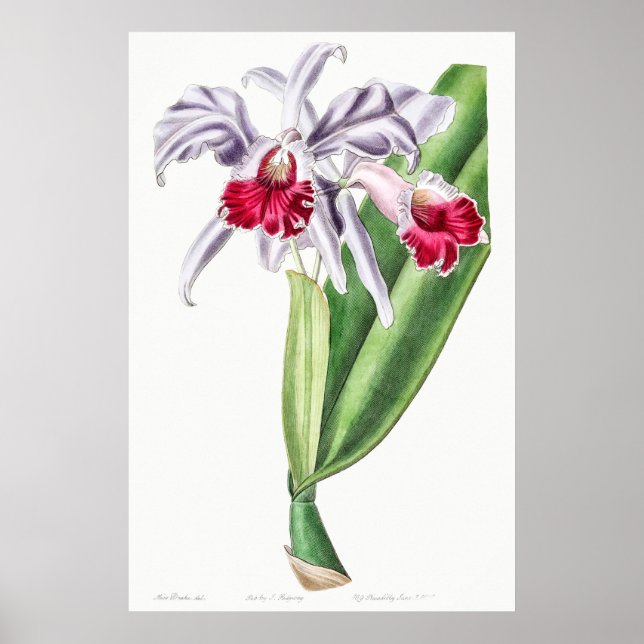 Vintage botaniska illustrationer poster (Framsidan)