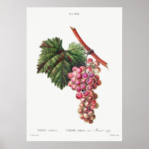 Vintage botaniska illustrationer poster
