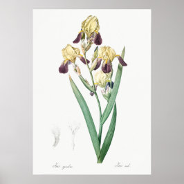 Vintage botaniska illustrationer poster