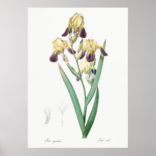 Vintage botaniska illustrationer poster