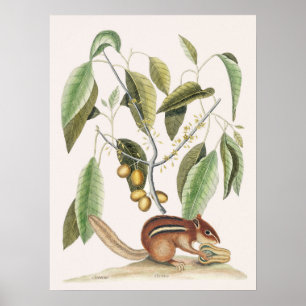 Vintage botaniska illustrationer poster