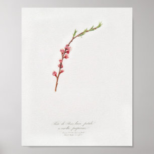 Vintage botaniska illustrationer poster