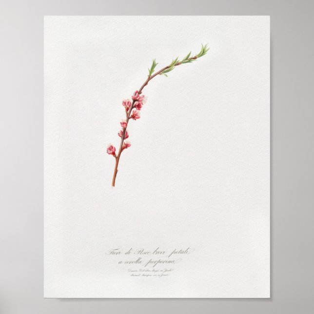 Vintage botaniska illustrationer poster (Framsidan)