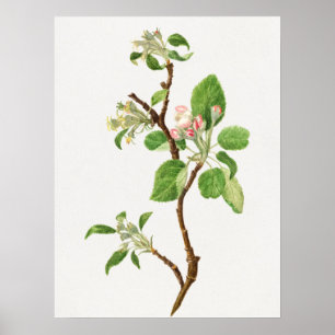 Vintage botaniska illustrationer poster