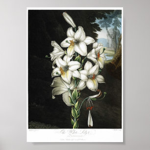 Vintage botaniska illustrationer poster
