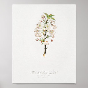 Vintage botaniska illustrationer poster
