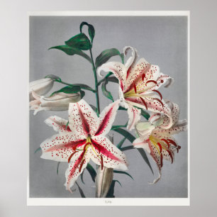 Vintage botaniska illustrationer poster