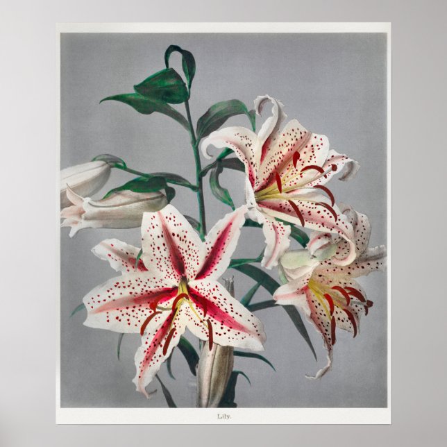 Vintage botaniska illustrationer poster (Framsidan)