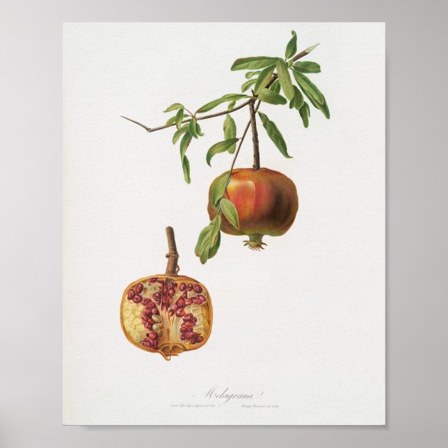 Vintage botaniska illustrationer poster (Framsidan)