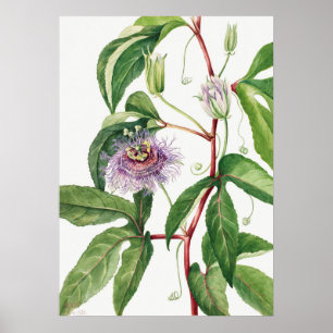 Vintage botaniska illustrationer poster