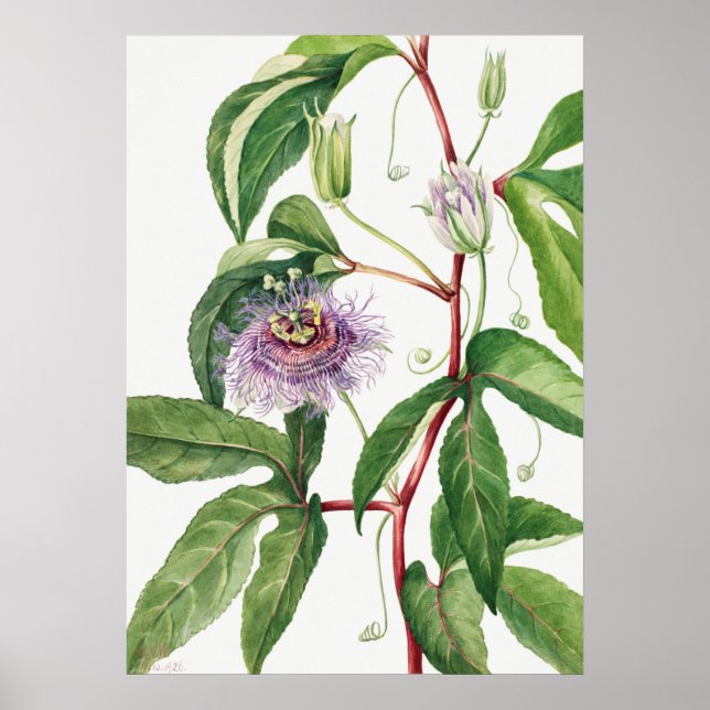 Vintage botaniska illustrationer poster (Framsidan)
