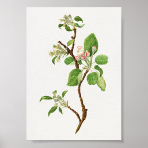 Vintage botaniska illustrationer poster