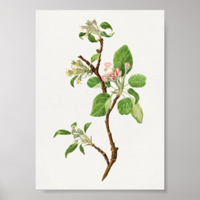 Vintage botaniska illustrationer poster (Framsidan)